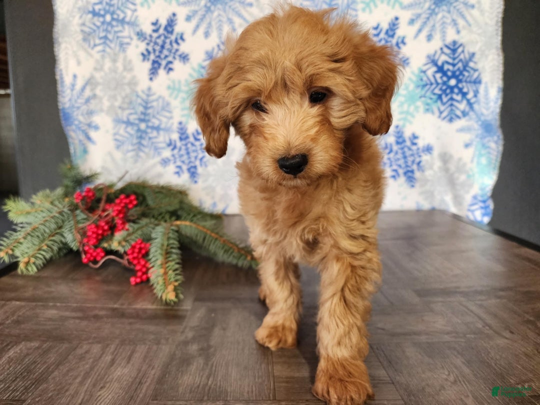 Mini Goldendoodle dogs for sale: Reno - Ad 7