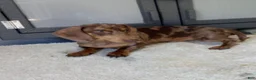 Miniature Dachshund dogs for sale: Misty - Ad 8