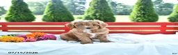 Cavapoo dogs for sale: Libby - Ad 1