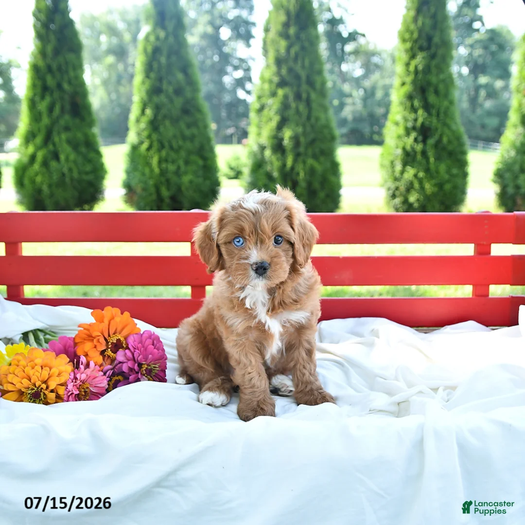 Cavapoo dogs for sale: Libby - Ad 1