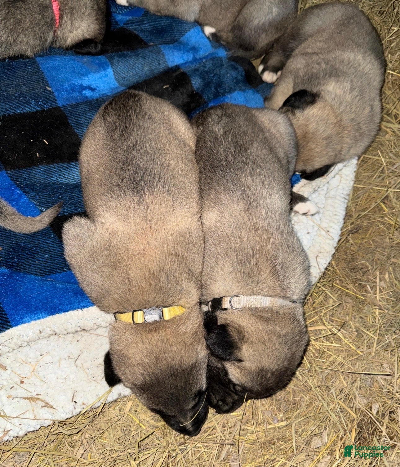 Mixed Breed dogs Anatolian/ Kangal- Gray - Ad 2