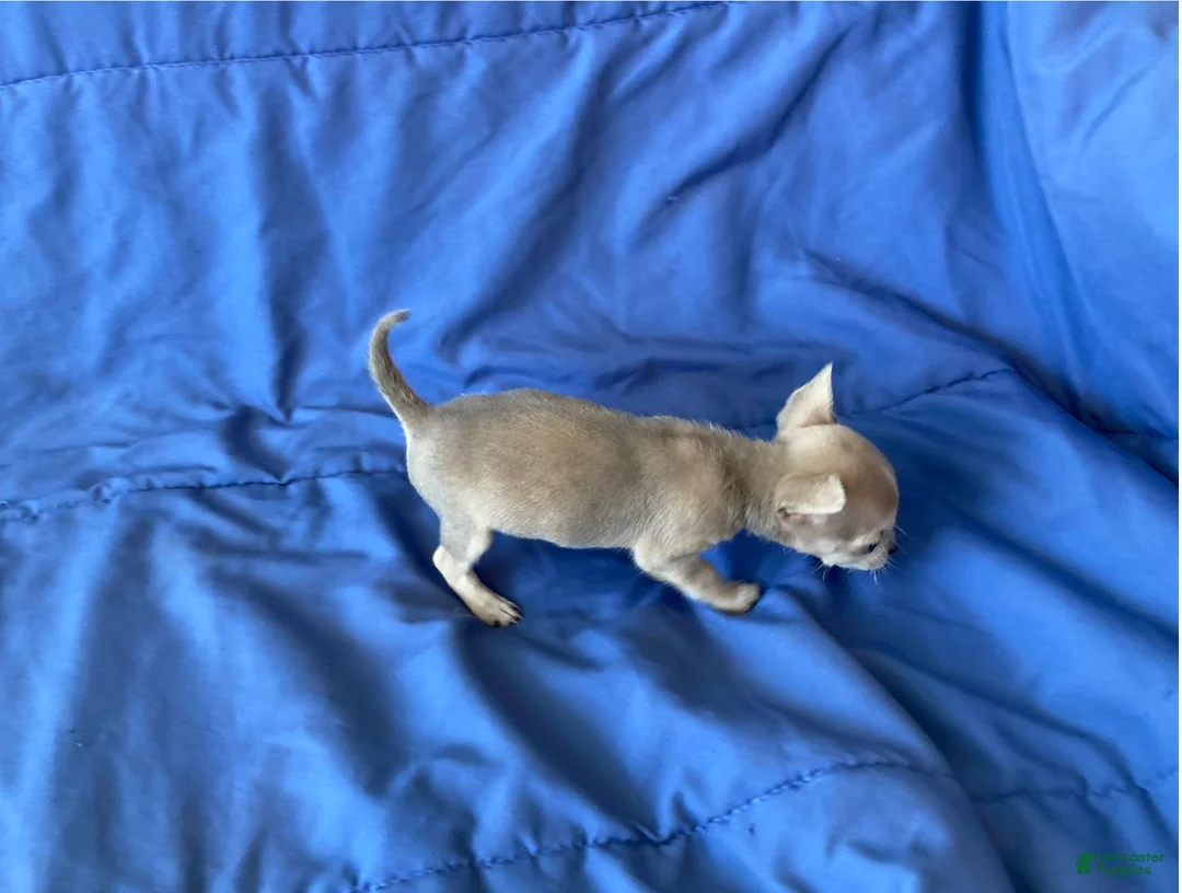 Chihuahua dogs for sale: Fletcher - Ad 6