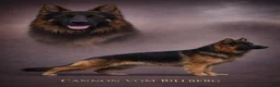 German Shepherd dogs for sale: Jessie - Ad 16
