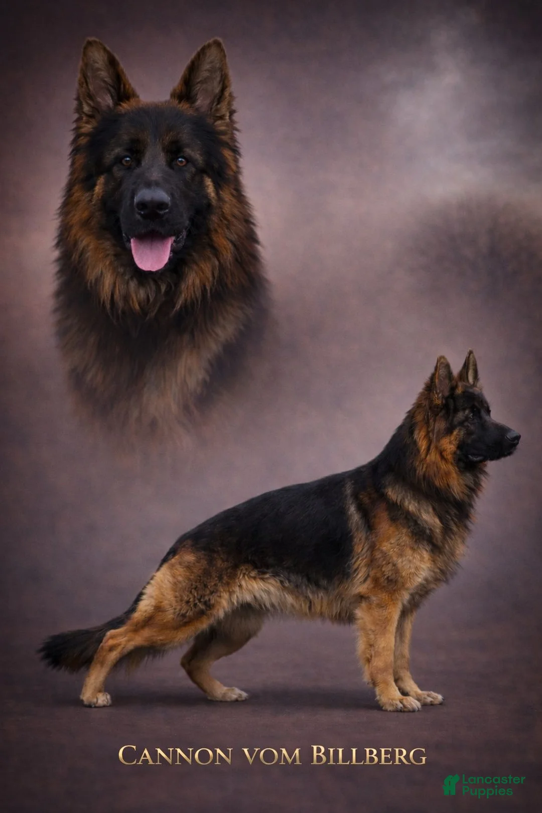 German Shepherd dogs for sale: Jessie - Ad 16