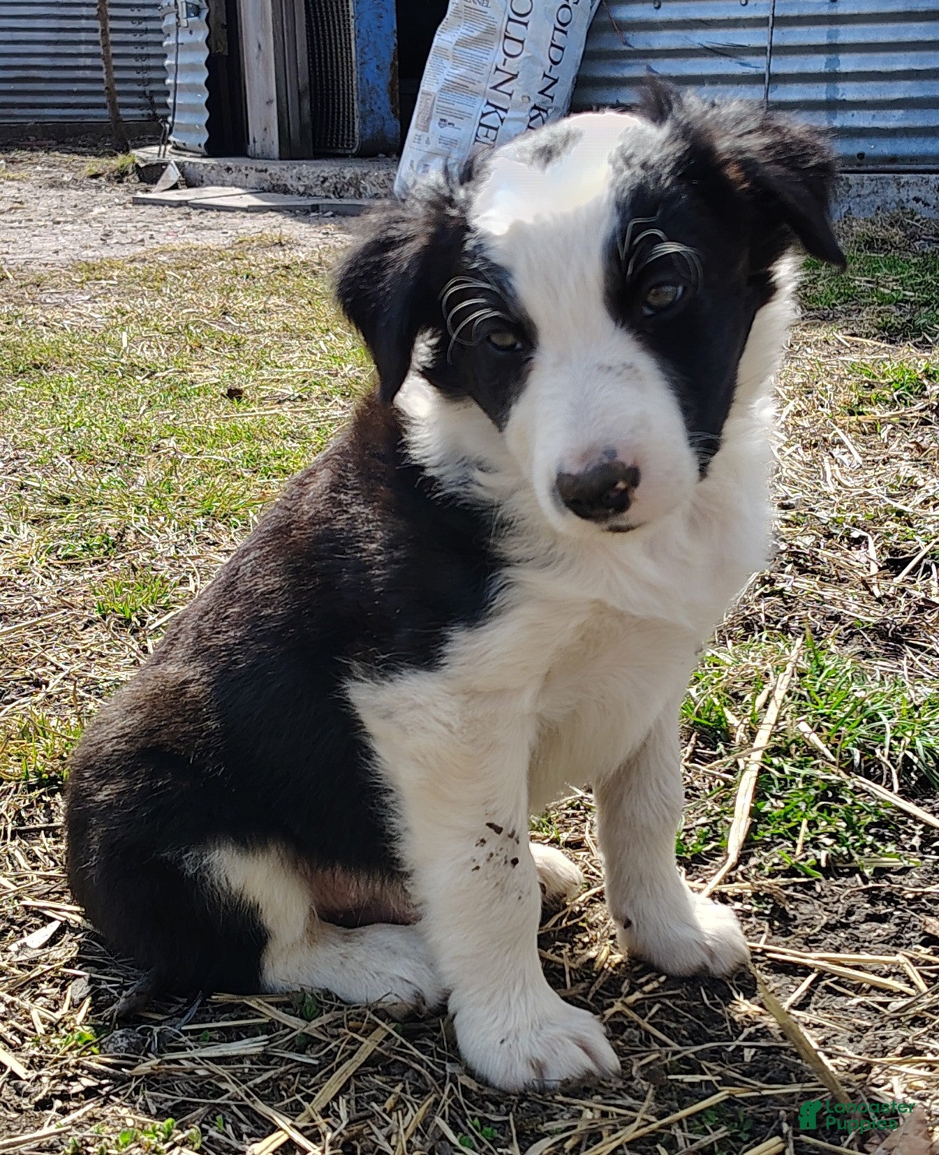 Border Collie dogs Chex - Ad 1