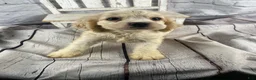 Cocker Spaniel dogs for sale: Ziggy - Ad 10