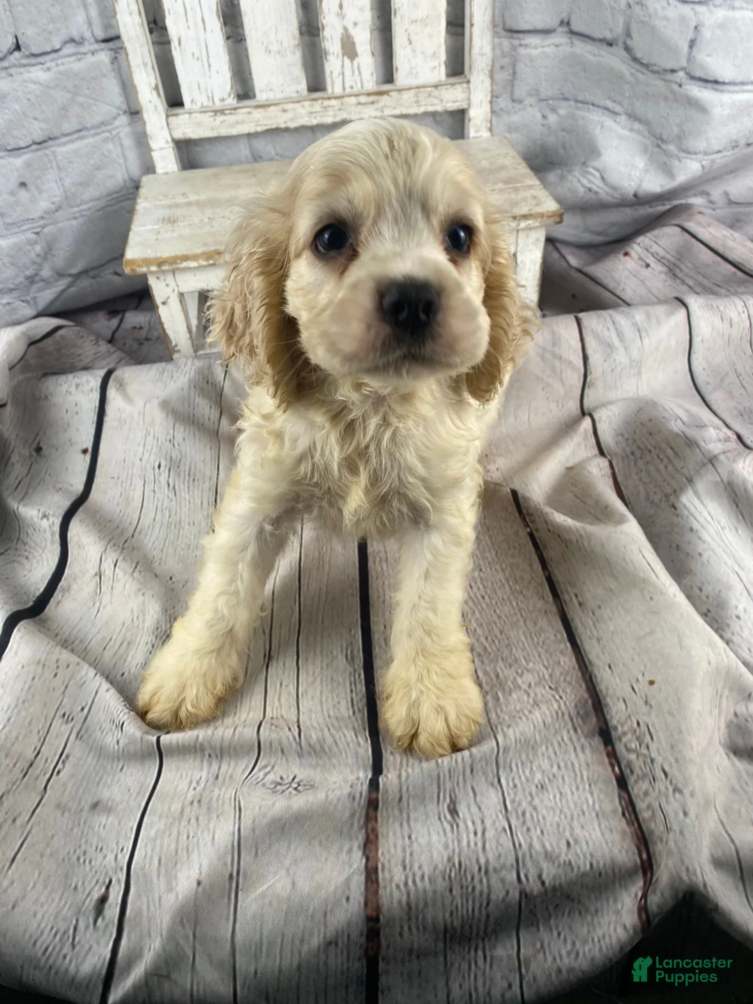 Cocker Spaniel dogs for sale: Ziggy - Ad 10
