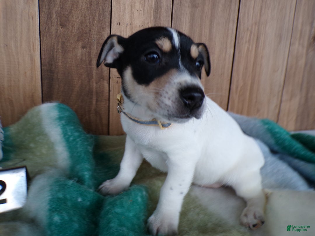 Jack Russell Terrier dogs for sale: Jack Russell Terrier Puppy 2 Jackie - Ad 4