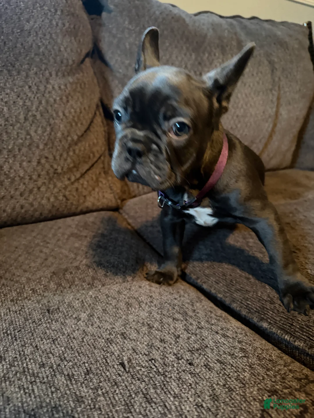 French Bulldog dogs for sale: French Bulldog 1 - Ad 1