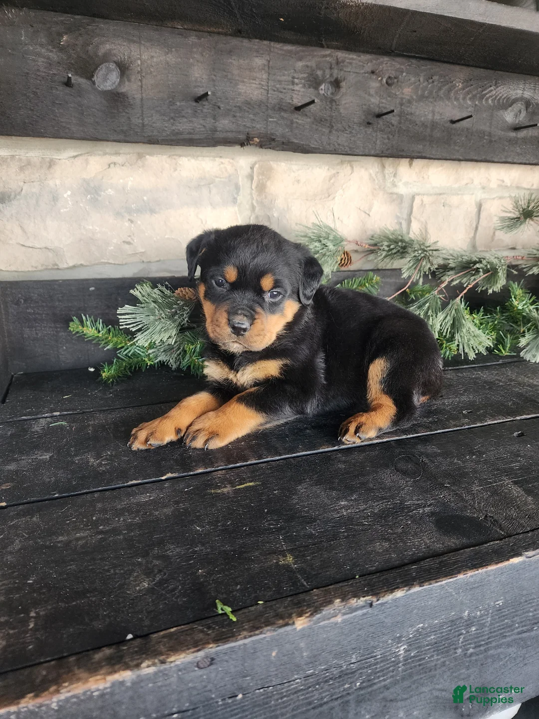 Rottweiler dogs for sale: Bailey  - Ad 5