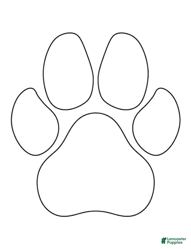 Standard Poodle dogs Standard Poodle 3 - Ad 18