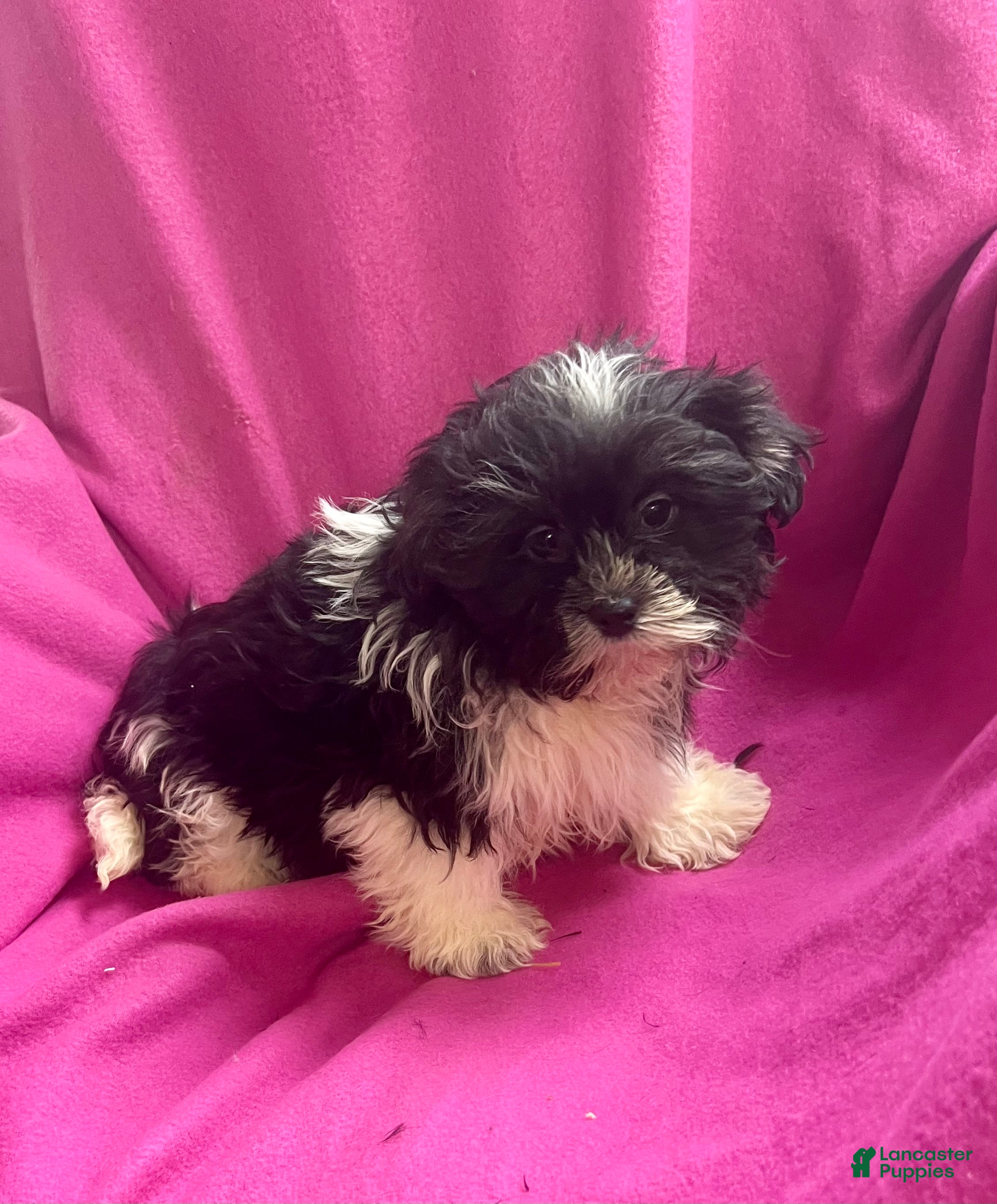 Shih Tzu dogs Trudy - Ad 2