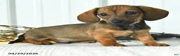 Dachshund dogs for sale: Dasher - Ad 3