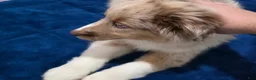 Miniature Australian Shepherd dogs for sale: Miniature Australian Shepherd 1 - Ad 2