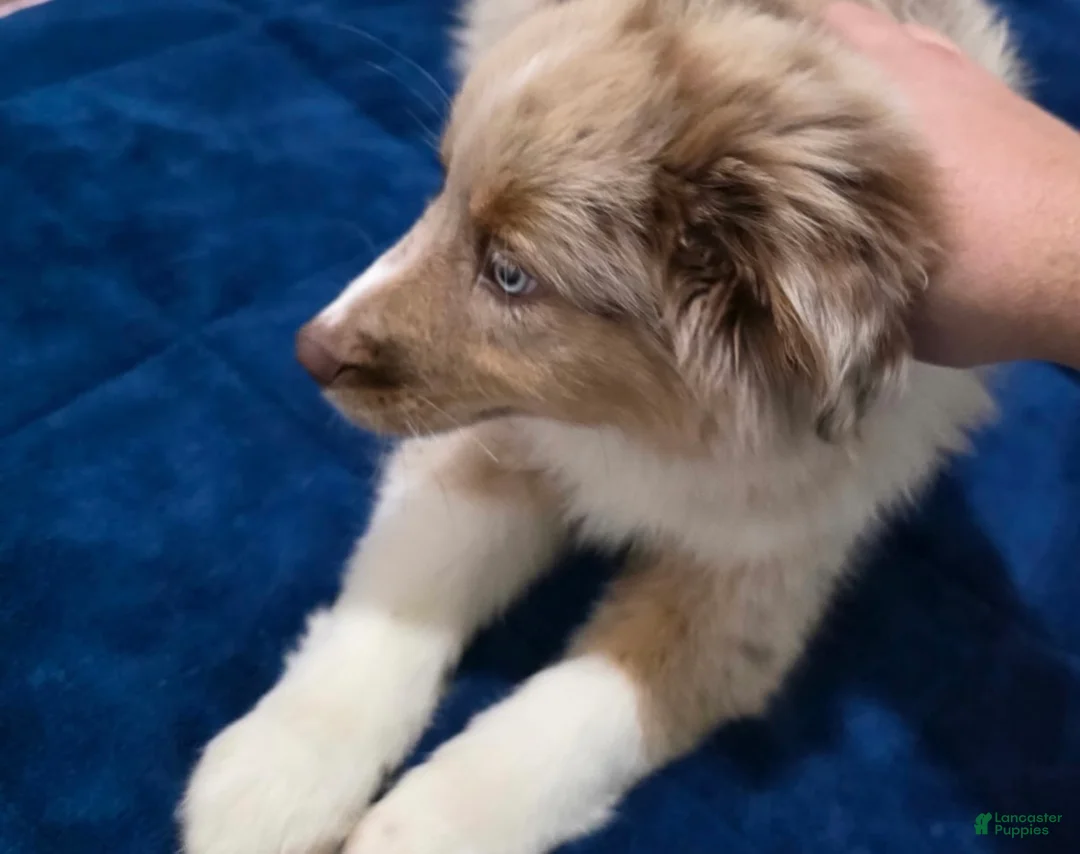 Miniature Australian Shepherd dogs for sale: Miniature Australian Shepherd 1 - Ad 2