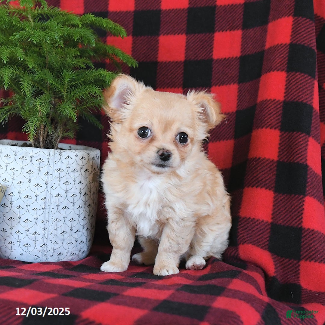 Chihuahua dogs for sale: Abby - Ad 5