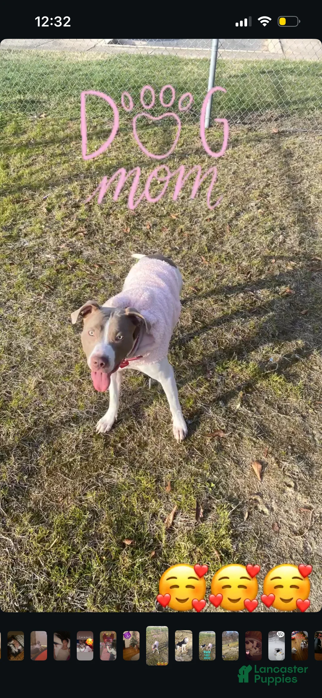 American Bully dogs for sale: American Bully Puppy 1 - Ad 2