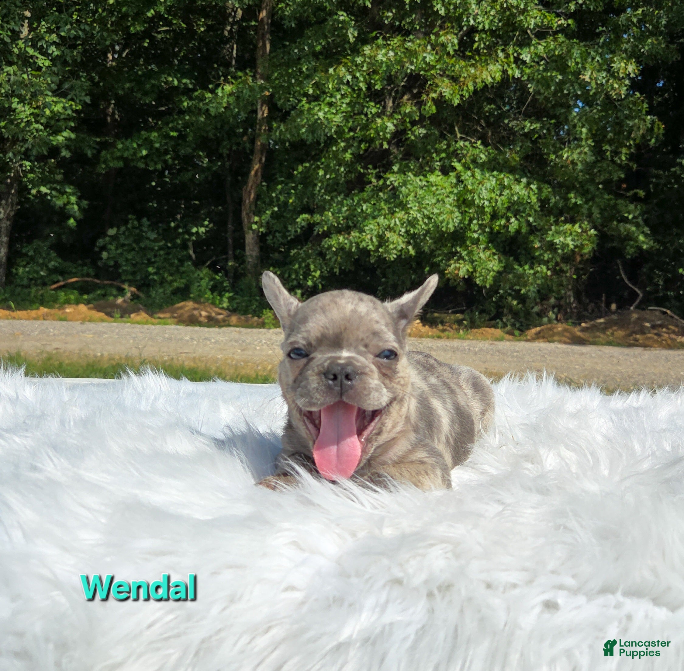 Frenchton dogs Wendal - Ad 2
