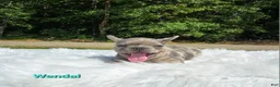 Frenchton dogs for sale: Wendal - Ad 2