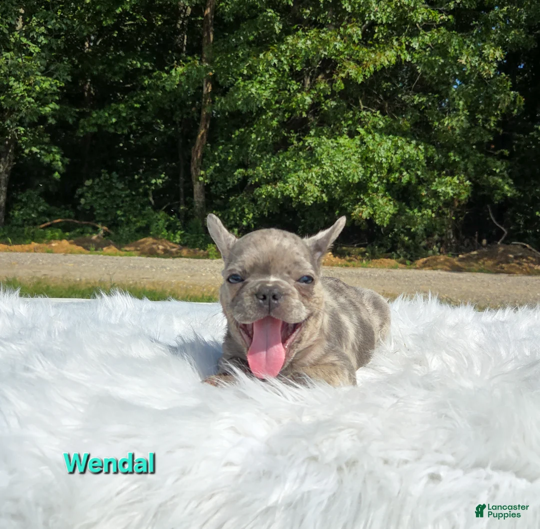 Frenchton dogs for sale: Wendal - Ad 2