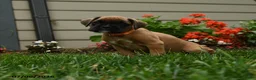 Boxer dogs for sale: Pepper - Ad 5