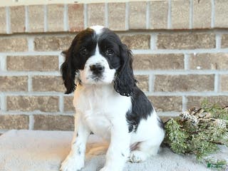 Cocker Spaniel dogs Storm - Ad 27