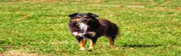 Mini Aussiedoodle dogs for sale: Frank - Ad 7