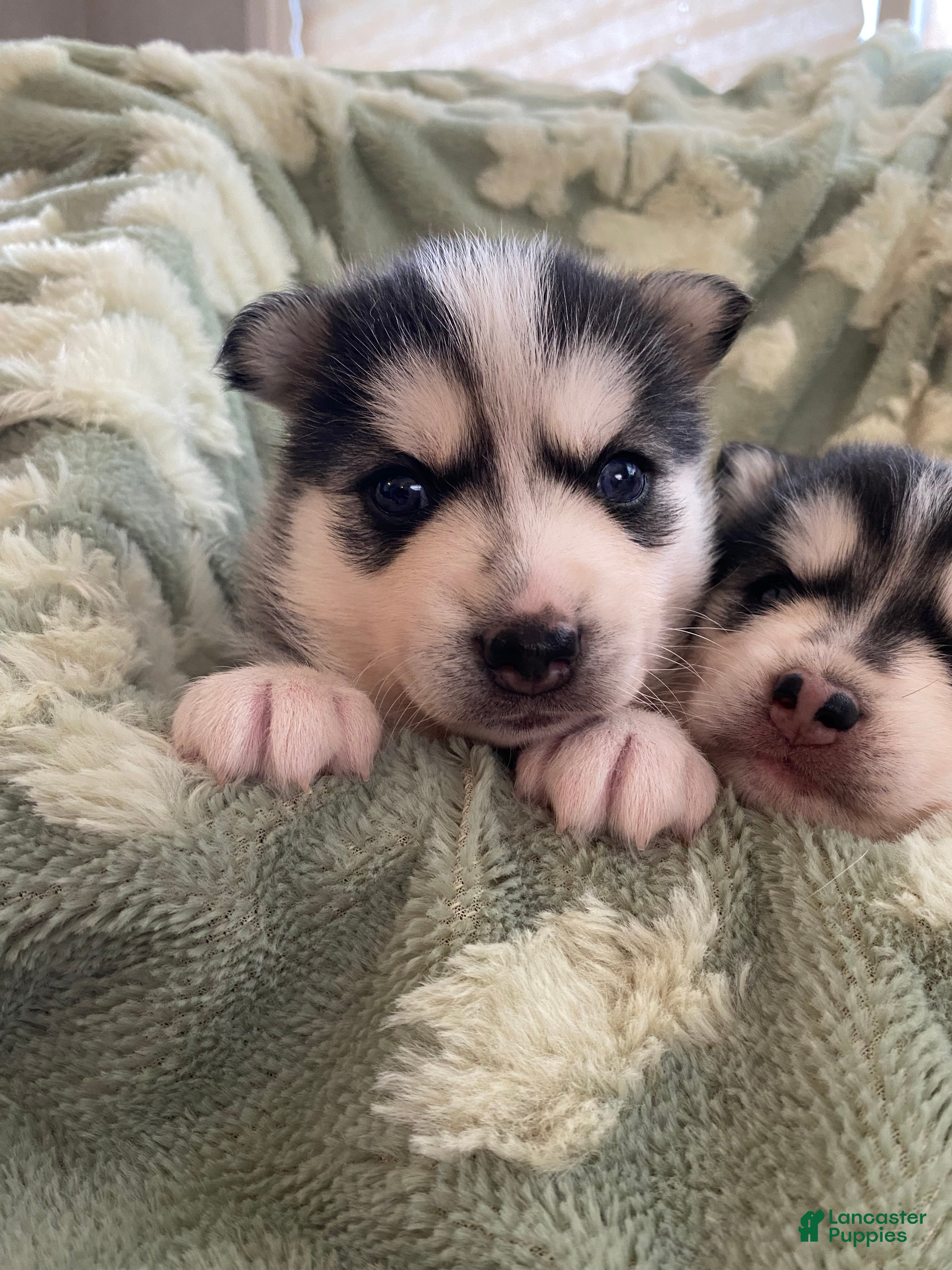 Pomsky dogs Riley - 2 Year Health Contract - Family raised  - Ad 2