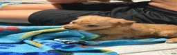 Mixed Breed dogs for sale: Mixed Breed 1 - Ad 5