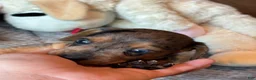 Dachshund dogs for sale: Dachshund 1 - Ad 10