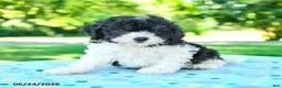 Shihpoo dogs for sale: Shawn  - Ad 2