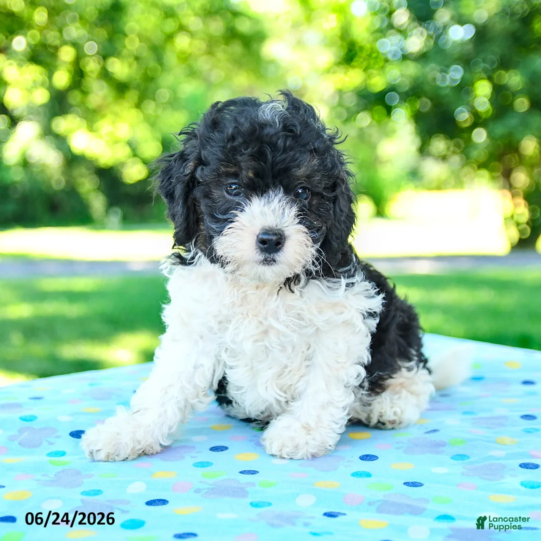 Shihpoo dogs for sale: Shawn  - Ad 2