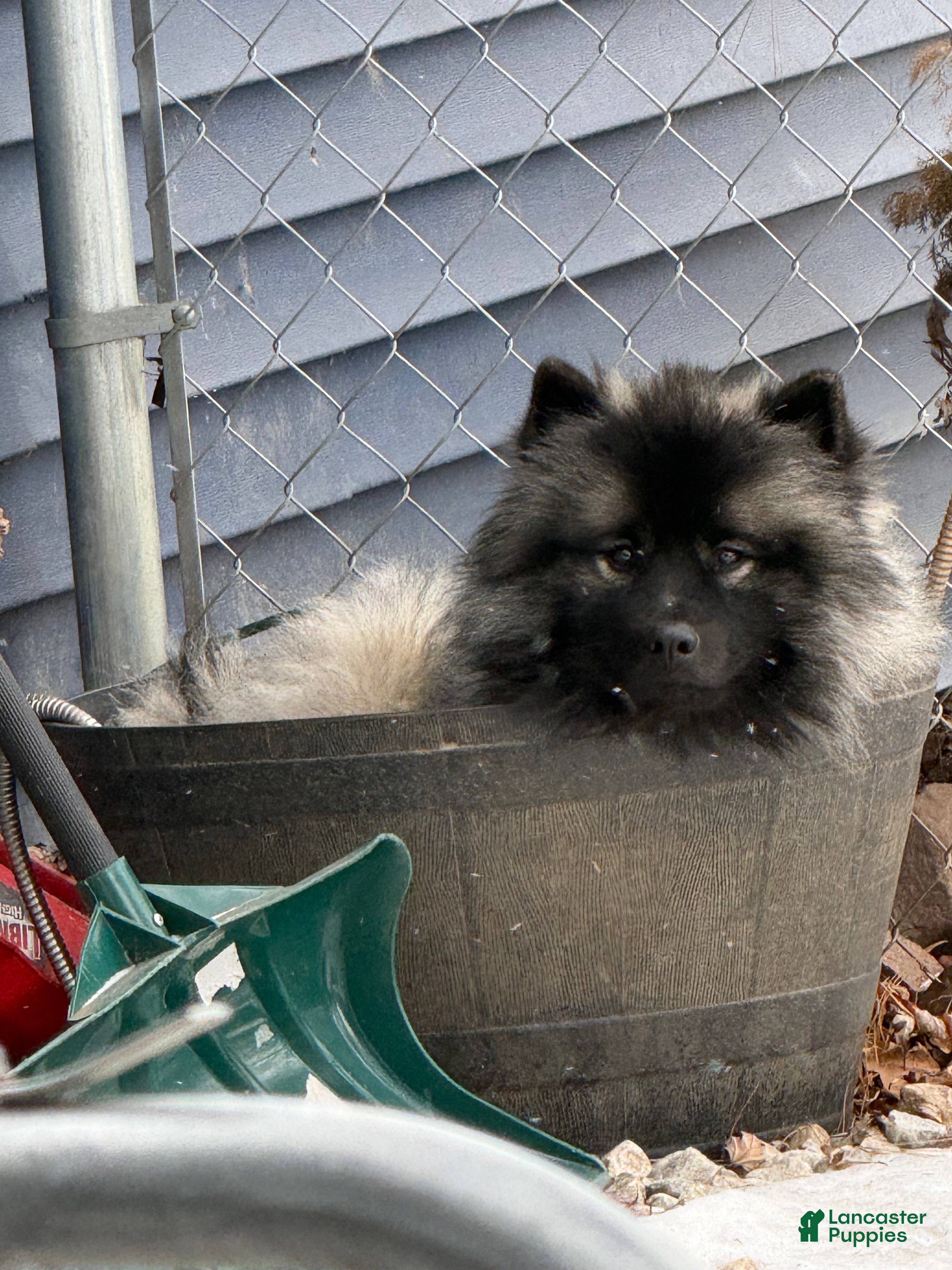 Keeshond dogs Keeshond Puppy 2 - Ad 6