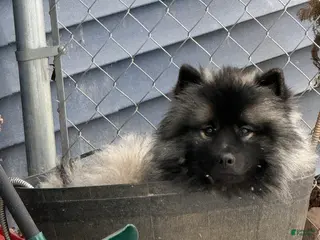 Keeshond dogs Keeshond Puppy 2 - Ad 7