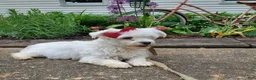 Maltipoo dogs for sale: Rue - Ad 14