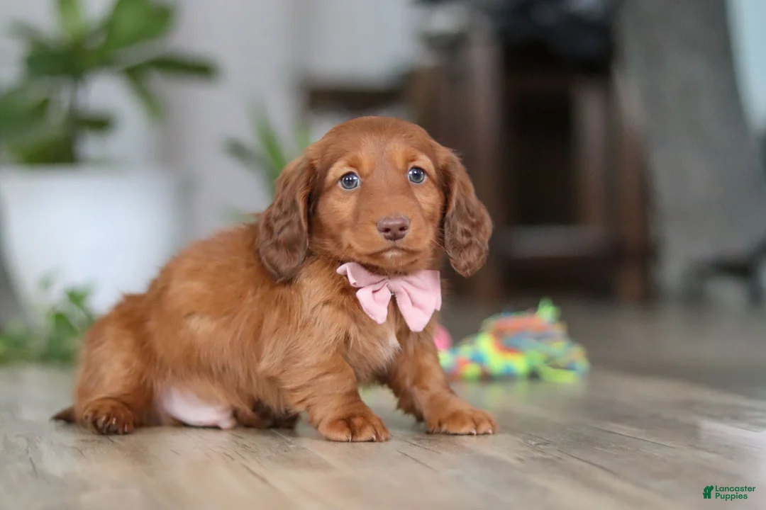 Miniature Dachshund dogs for sale: Max - Ad 7