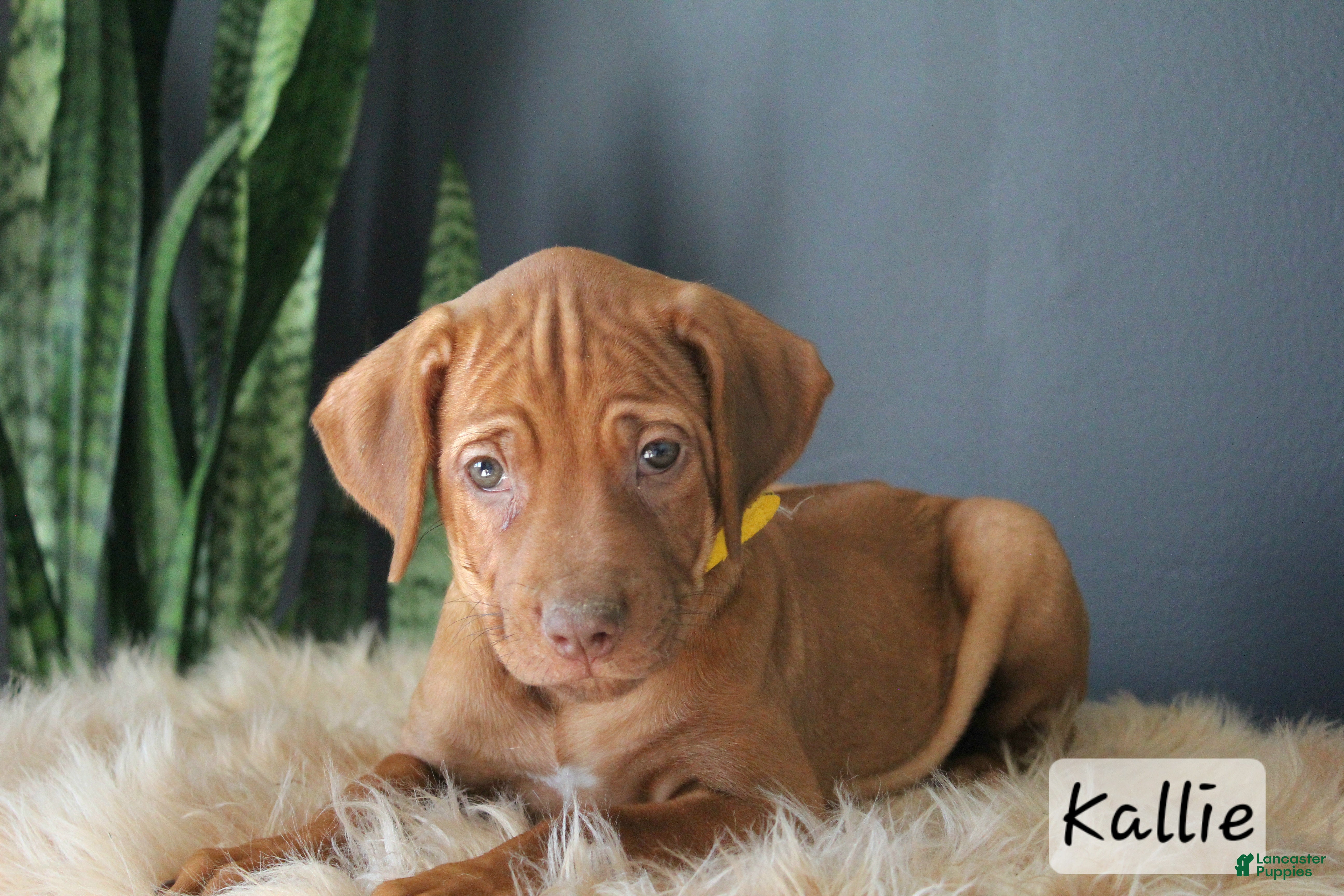 Rhodesian Ridgeback dogs Kallie - Ad 1