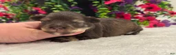 Miniature Schnauzer dogs for sale: Miracle Female 1 - Ad 2