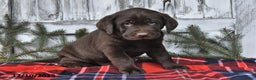 Labrador Retriever dogs for sale: Otis - Ad 5