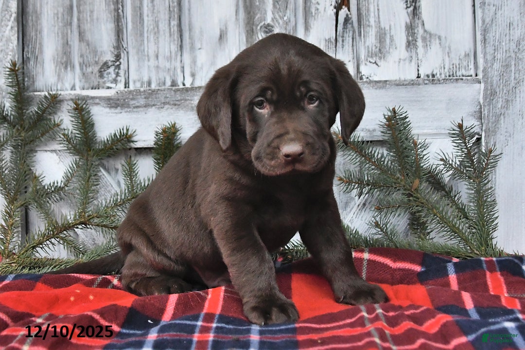 Labrador Retriever dogs for sale: Otis - Ad 5