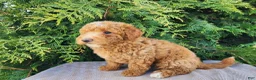 Mini Bernedoodle dogs for sale: Dallas - Ad 5