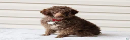 Toy Poodle dogs for sale: Analee - Ad 10