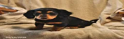 Miniature Dachshund dogs for sale: Cindy - Ad 3