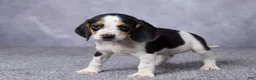 Beagle dogs for sale: Simon - Ad 5