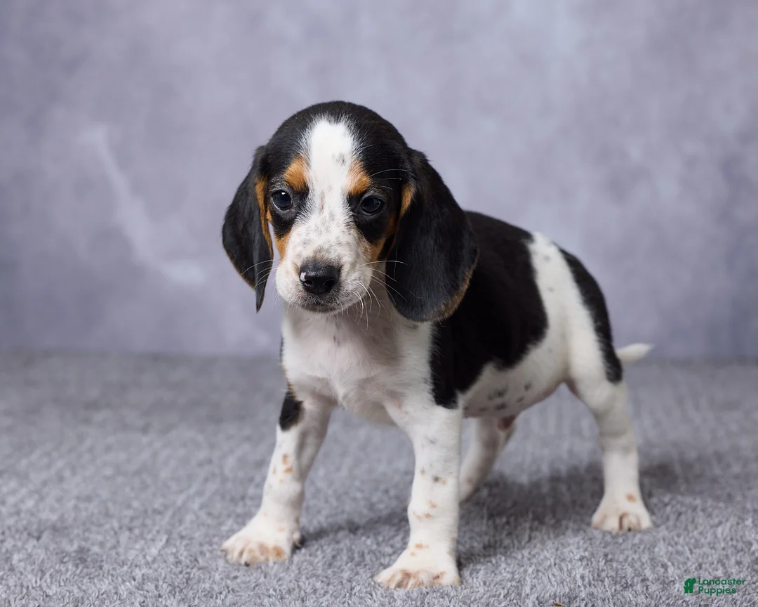 Beagle dogs for sale: Simon - Ad 5