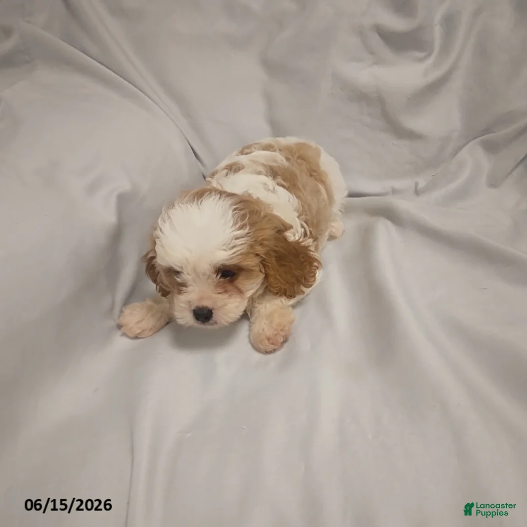Cavapoo dogs for sale: Gloria - Ad 3