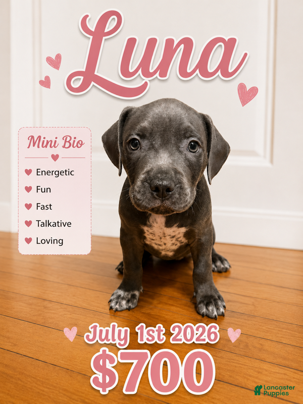 American Pit Bull Terrier dogs Luna - Ad 12
