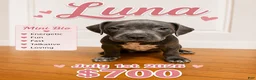 American Pit Bull Terrier dogs for sale: Luna - Ad 1