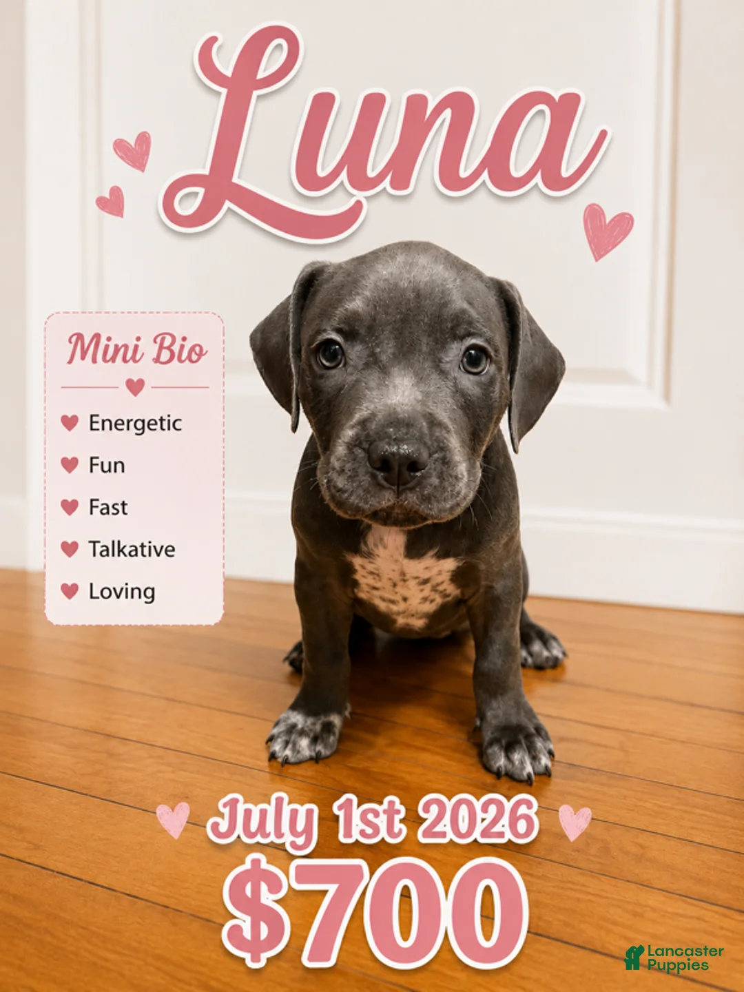 American Pit Bull Terrier dogs for sale: Luna - Ad 1