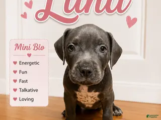 American Pit Bull Terrier dogs Luna - Ad 12